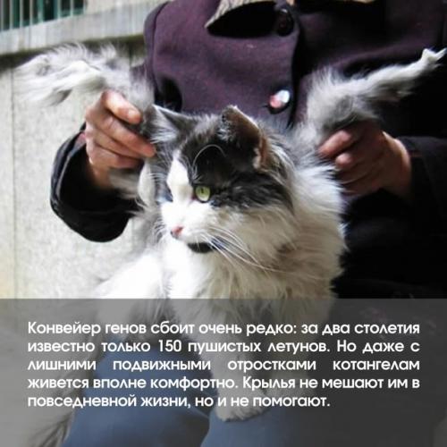 Смотри, эта кошка просто ангел! 06