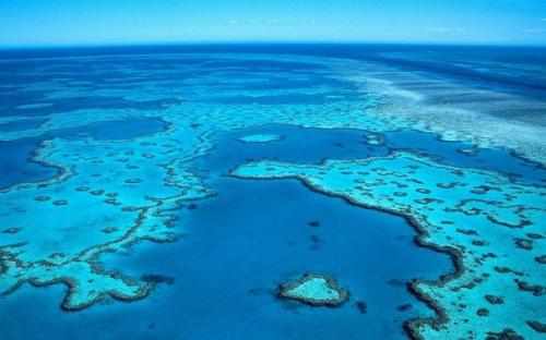 Большой барьерный риф Австралии считается самым большим сооружением, состоящим из живых микроорганизмов.