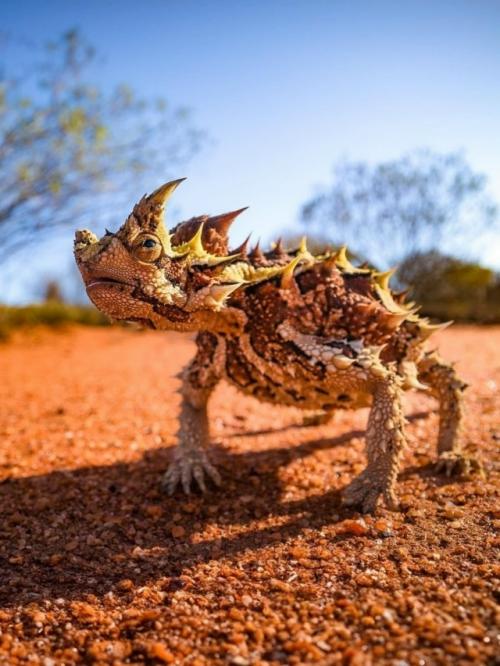 В пустынях Австралии живёт ящерица с грозным именем - молох (он же колючий дьявол. 01