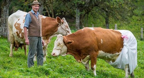 Коровы в подгузниках.
