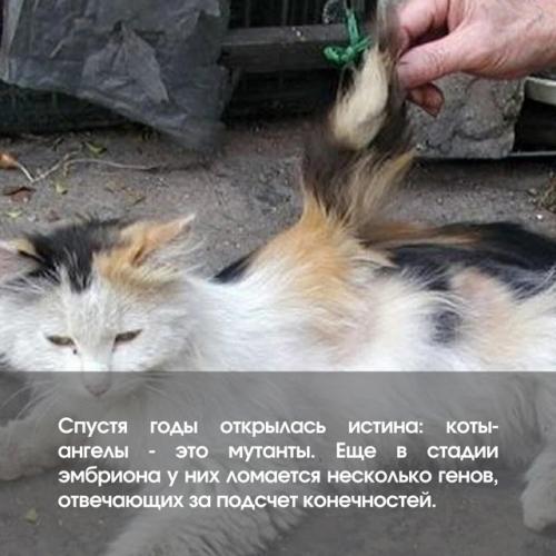 Смотри, эта кошка просто ангел! 04