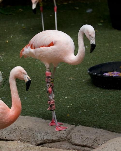 Фламинго по имени андес - уже в почтенном возрасте, ему 14 лет. 02