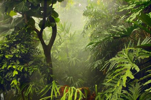 Амазонка и джунгли вокруг нее. 04