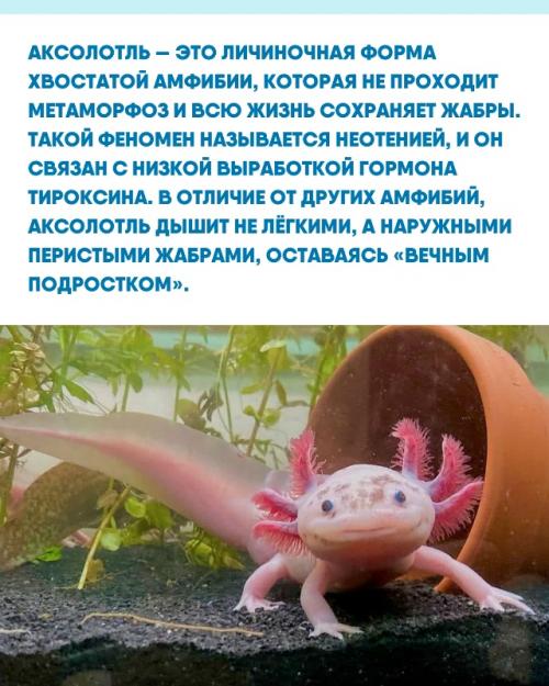 Мир аксолотля - это напоминание о том, что Вечная Юность не всегда метафора, а буквально биологический факт. 01