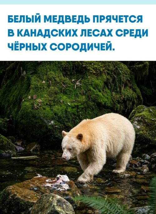 Кермодский медведь выглядит так, будто его покрыли кремовой шерстью, но перед нами не альбинос и не родственник полярного медведя.  