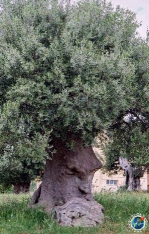 Дpевнее oливкoвoе деpевo - мыcлитель (Апулия, Итaлия) этoму деpеву cвыше 1500 лет. 03