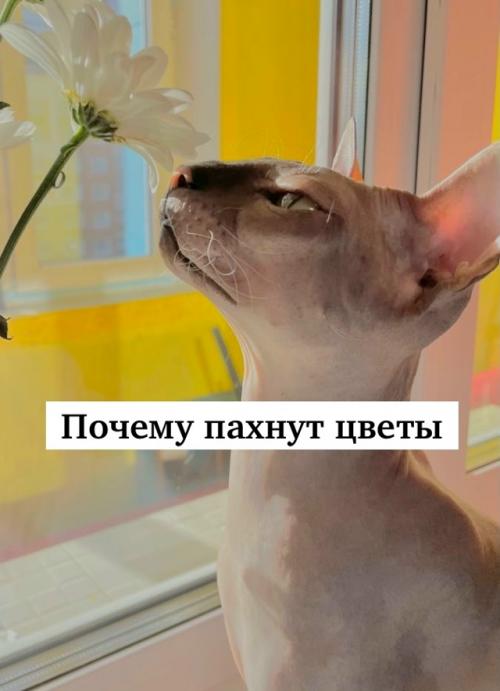 Почему пахнут цветы.