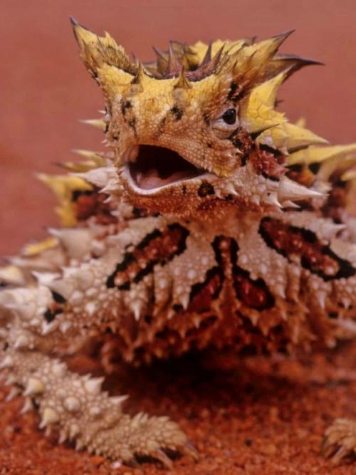 В пустынях Австралии живёт ящерица с грозным именем - молох (он же колючий дьявол. 03