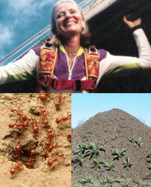 В 1999 году парашютистка Джоан Мюррей упала с высоты 4400 метров с нераскрывшимся парашютом, летела со скоростью 80 миль/ч. и выжила.