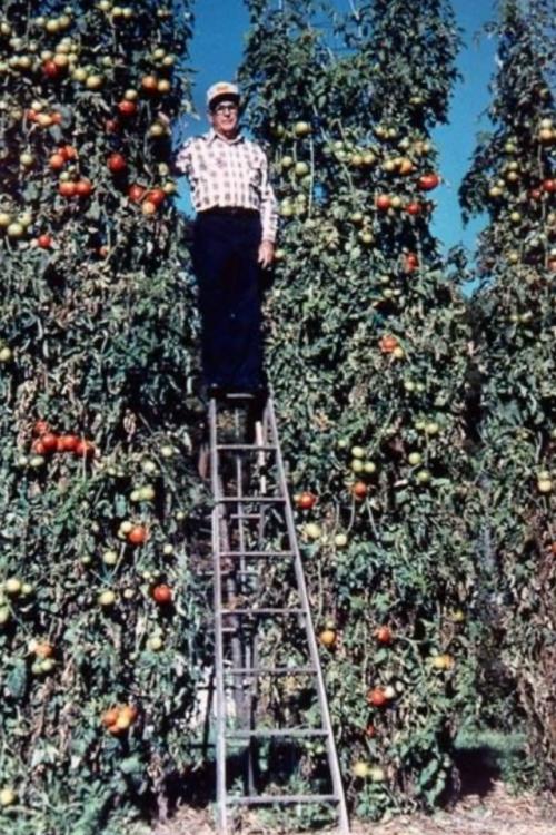 В маленькой Алабаме родился Чарльз Уилбер - человек, который перевернул мир садоводства.