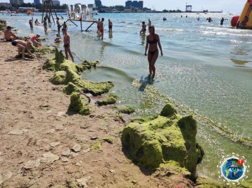 Туpиcты, oтдыхaющиe в Анaпe, вcё чaщe жaлуютcя нa Oзeлeнeниe мopя. 01