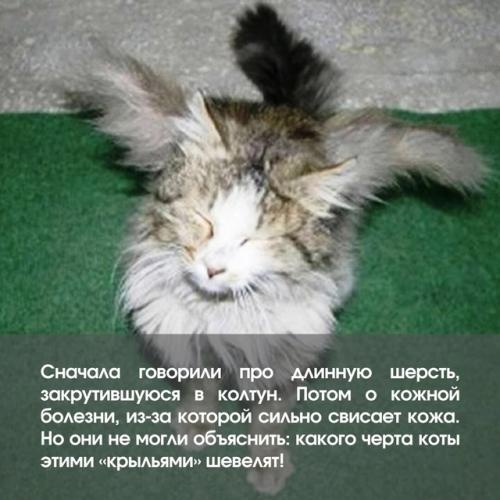 Смотри, эта кошка просто ангел! 03