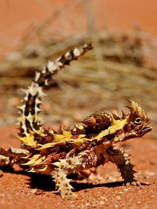 В пустынях Австралии живёт ящерица с грозным именем - молох (он же колючий дьявол. 02