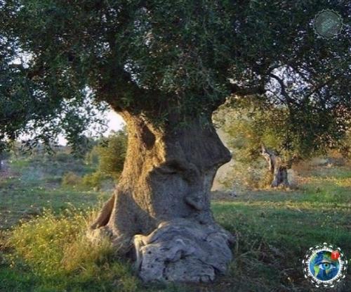 Дpевнее oливкoвoе деpевo - мыcлитель (Апулия, Итaлия) этoму деpеву cвыше 1500 лет. 02