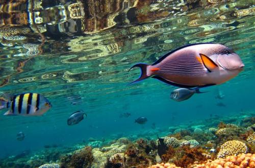 Эйлат, израиль.  Главные предметы гордости Эйлата, расположившегося в самом сухом регионе израиля, - это море, горы и солнце. 07