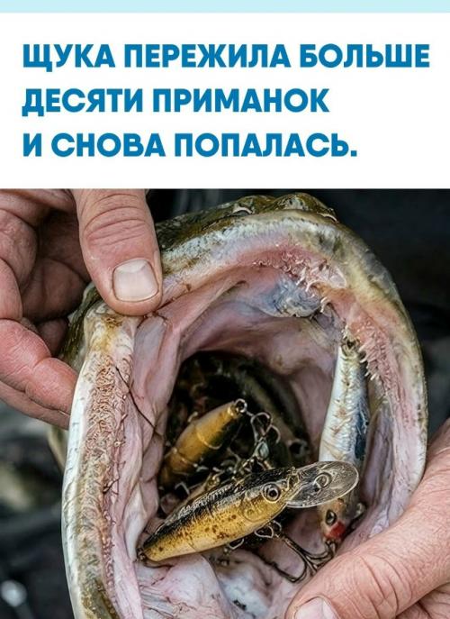 Обычная рыбалка закончилась неожиданной Находкой: в пасти крупной щуки обнаружили целый набор старых воблеров, блёсен и оборванных поводков.  