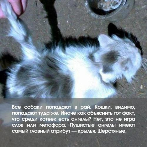 Смотри, эта кошка просто ангел! 01