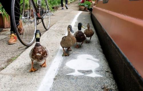 В Англии живет очень много уток, из-за этого возникает множество проблем, так как животные выбегают на дорогу и случаются аварии.