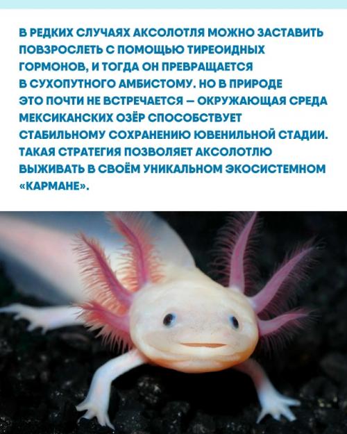 Мир аксолотля - это напоминание о том, что Вечная Юность не всегда метафора, а буквально биологический факт. 02