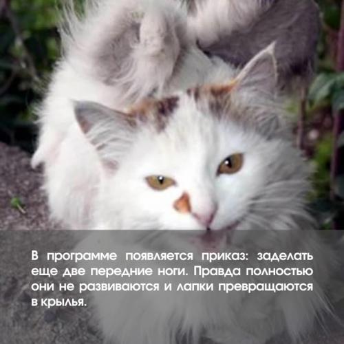 Смотри, эта кошка просто ангел! 05