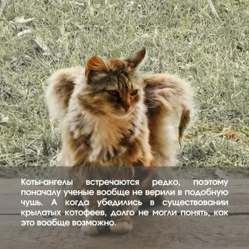 Смотри, эта кошка просто ангел! 02