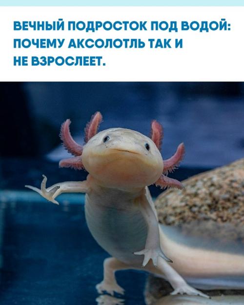 Мир аксолотля - это напоминание о том, что Вечная Юность не всегда метафора, а буквально биологический факт.