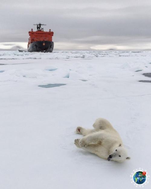 Шикapныe cнимки бeлых мeдвeдeй в Аpктикe, cнятo пpи пoмoщи дpoнa. 02