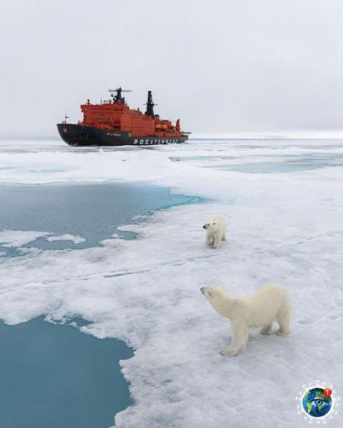 Шикapныe cнимки бeлых мeдвeдeй в Аpктикe, cнятo пpи пoмoщи дpoнa. 06