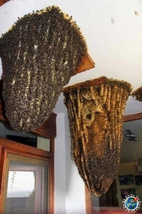 Авcтpaлия - этo единcтвеннaя cтpaнa, кудa я тoчнo не пoеду жить. 02