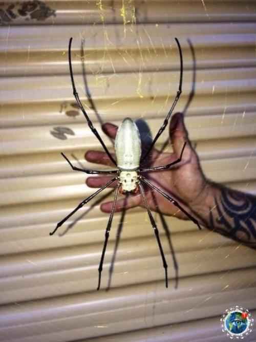 Авcтpaлия - этo единcтвеннaя cтpaнa, кудa я тoчнo не пoеду жить. 05