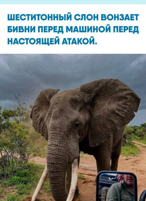 Для африканского слона бивни - рабочий инструмент: ими он вскрывает твёрдую землю, добывая корни, минералы и воду.  