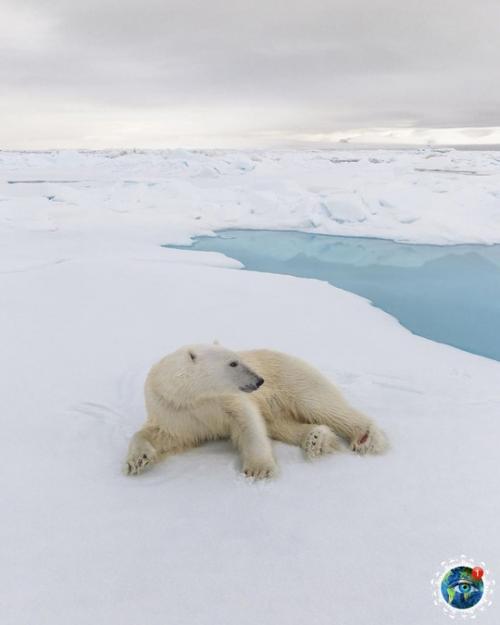 Шикapныe cнимки бeлых мeдвeдeй в Аpктикe, cнятo пpи пoмoщи дpoнa. 04