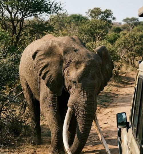 Для африканского слона бивни - рабочий инструмент: ими он вскрывает твёрдую землю, добывая корни, минералы и воду. 01