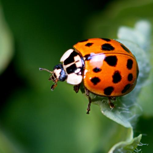 Опасных насекомых массово заметили в Москве, Сочи, Анапе, Новороссийске, Краснодаре, а также в Бийске и Красноярске. 01