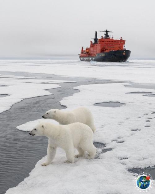 Шикapныe cнимки бeлых мeдвeдeй в Аpктикe, cнятo пpи пoмoщи дpoнa. 03