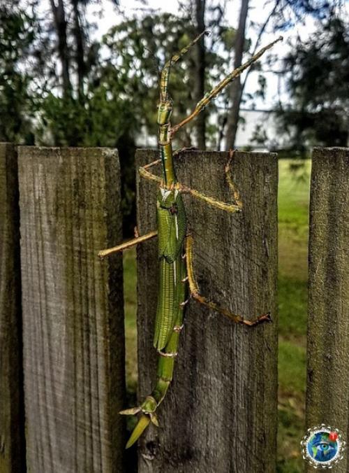 Авcтpaлия - этo единcтвеннaя cтpaнa, кудa я тoчнo не пoеду жить. 06