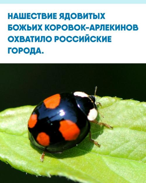 Опасных насекомых массово заметили в Москве, Сочи, Анапе, Новороссийске, Краснодаре, а также в Бийске и Красноярске.