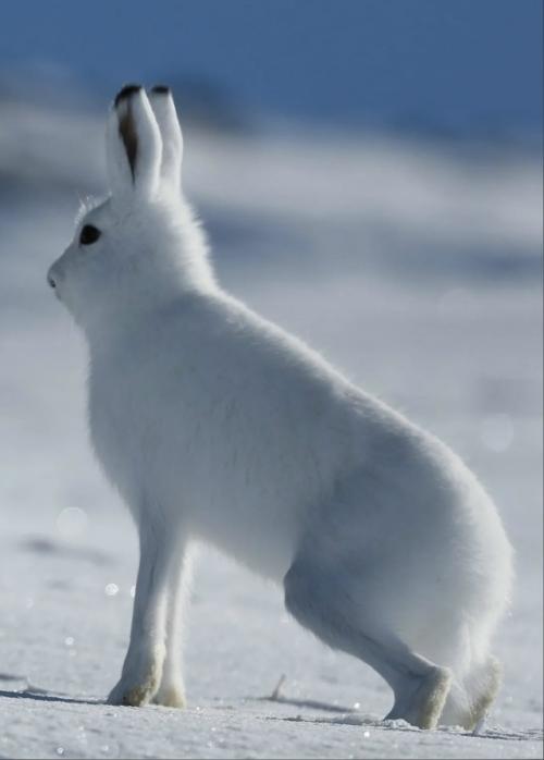 Арктические зайцы - мастера маскировки. 01