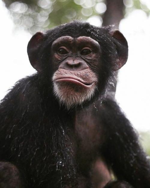 В некоторых азиатских странах предприимчивые местные жители используют дрессированных обезьян для добычи кокосов с пальм. 01