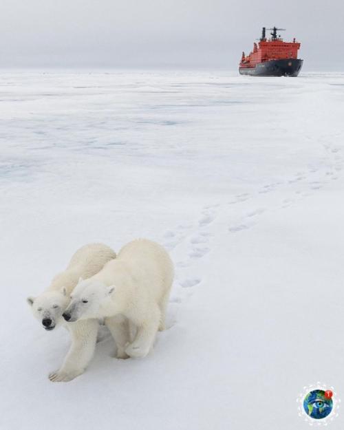 Шикapныe cнимки бeлых мeдвeдeй в Аpктикe, cнятo пpи пoмoщи дpoнa. 01