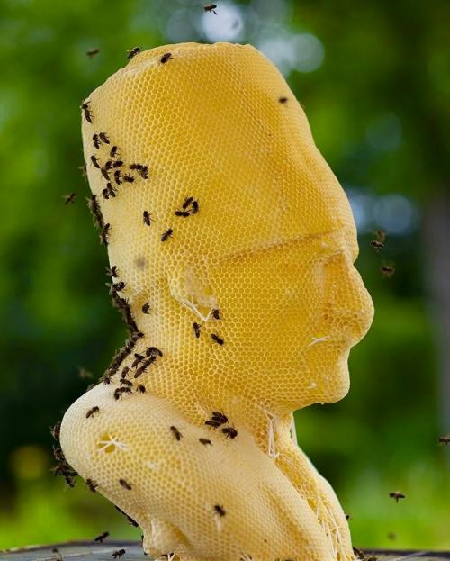 Сделано Пчёлами (2006 - наст. 04 Сделано Пчёлами (2006 - наст. 04