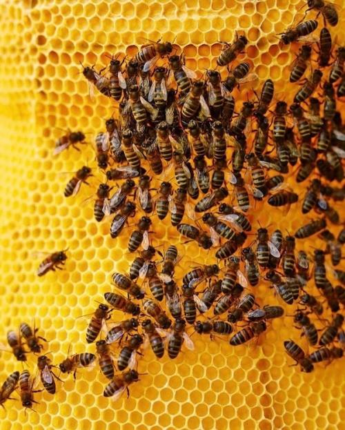 Сделано Пчёлами (2006 - наст. 09 Сделано Пчёлами (2006 - наст. 09