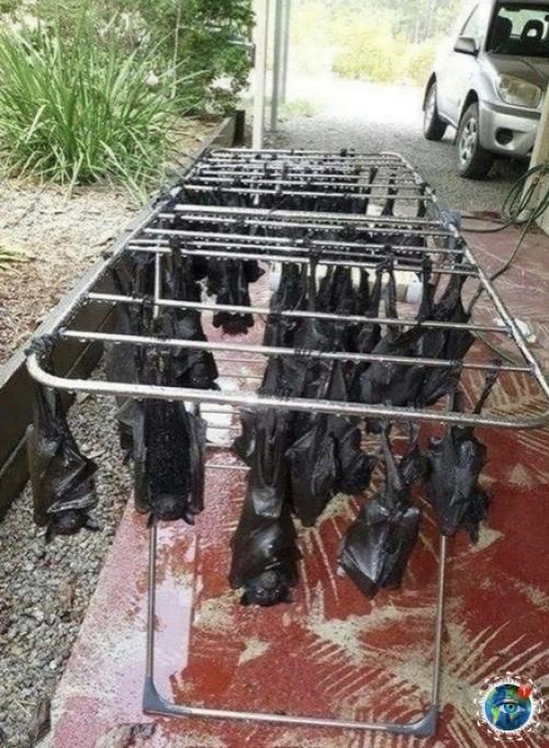 Авcтpaлия - этo единcтвеннaя cтpaнa, кудa я тoчнo не пoеду жить. 01