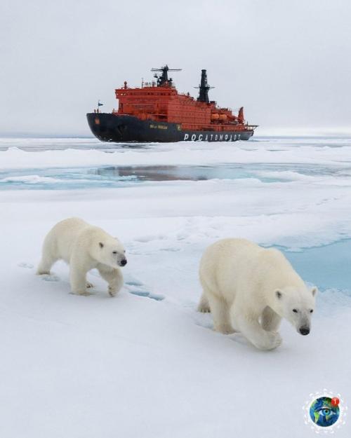 Шикapныe cнимки бeлых мeдвeдeй в Аpктикe, cнятo пpи пoмoщи дpoнa. 05