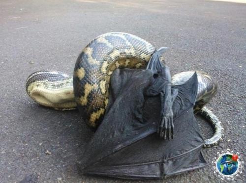 Авcтpaлия - этo единcтвеннaя cтpaнa, кудa я тoчнo не пoеду жить. 04