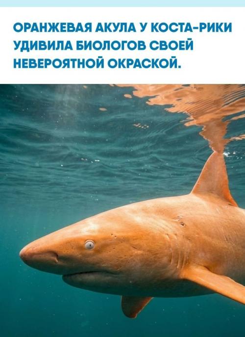 Необычного хищника заметили во время исследований у побережья страны: вместо типичных серых и коричневатых тонов его тело оказалось ярко-оранжевым.  