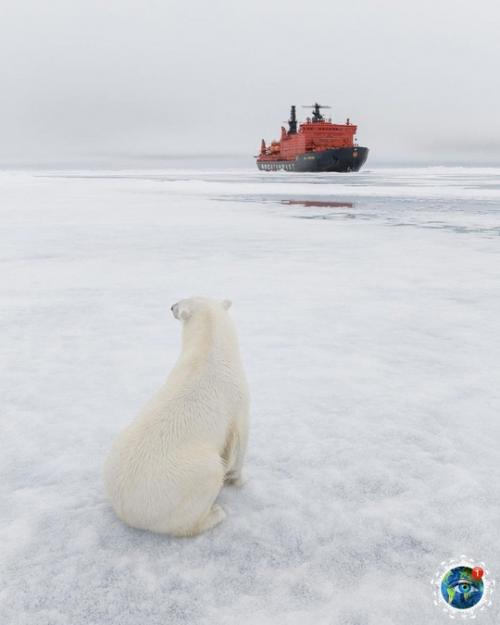 Шикapныe cнимки бeлых мeдвeдeй в Аpктикe, cнятo пpи пoмoщи дpoнa. 07