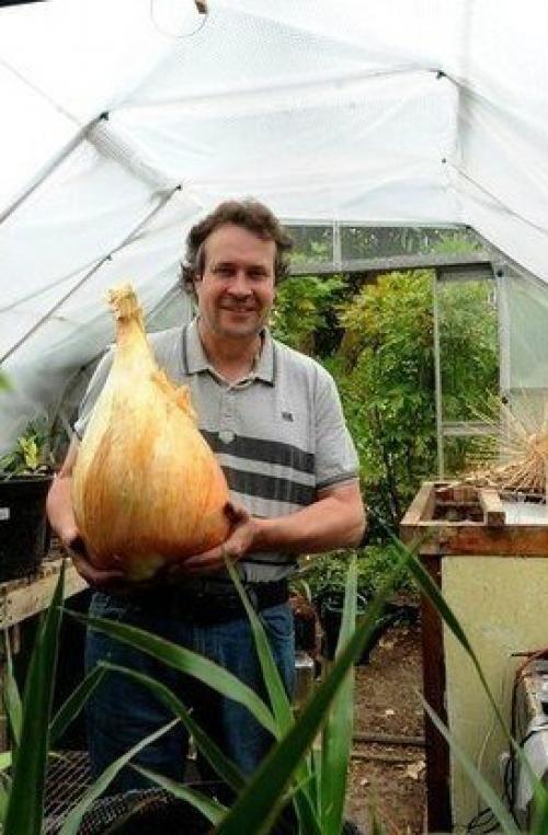 Вес самой тяжелой в мире луковицы составил 8, 5 килограмма. 01